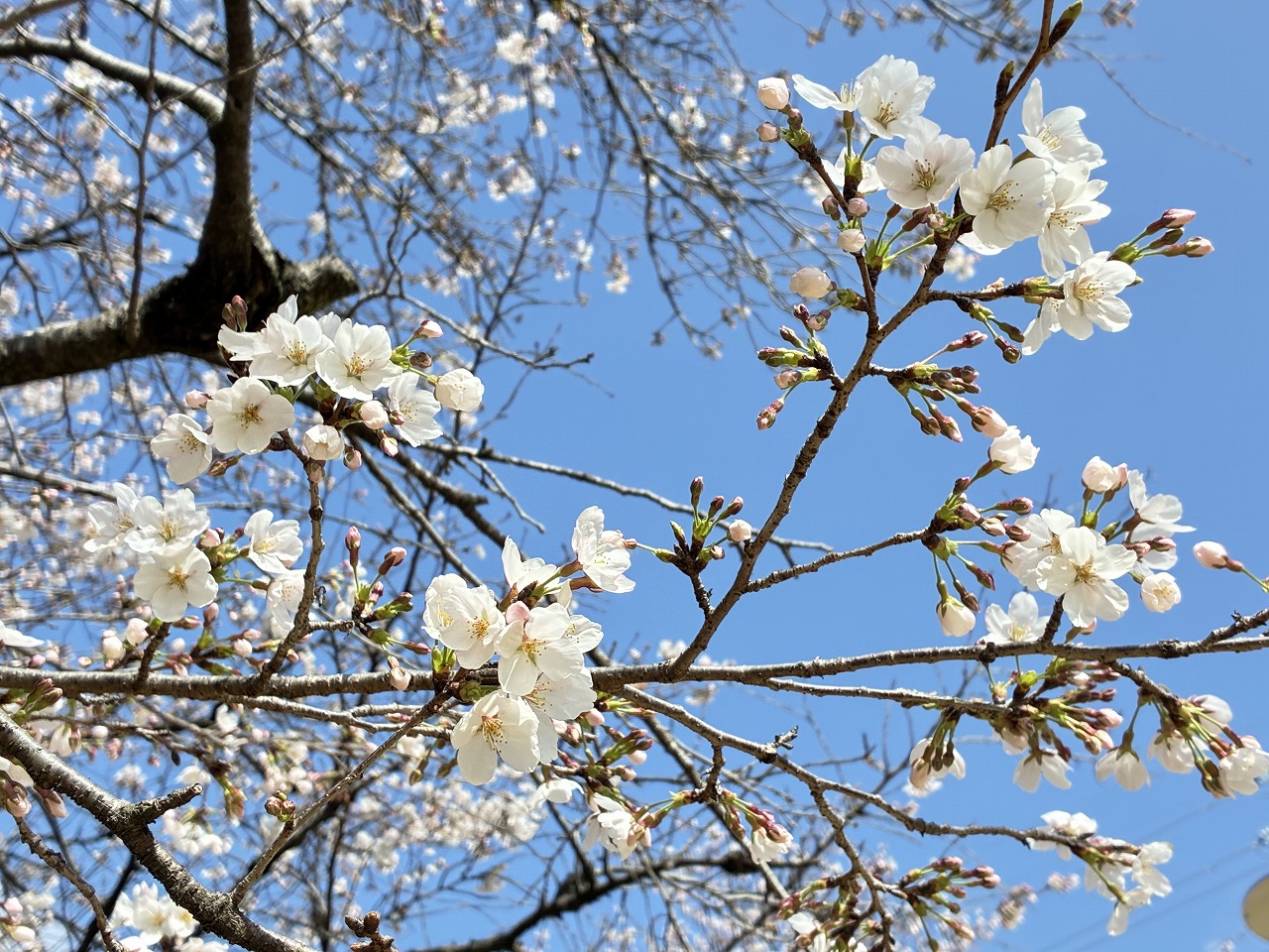 サクラサク(*´ω`*)