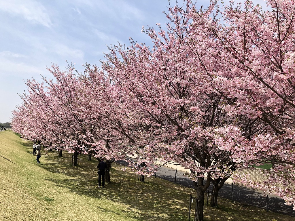 もうちょっと桜(^^♪