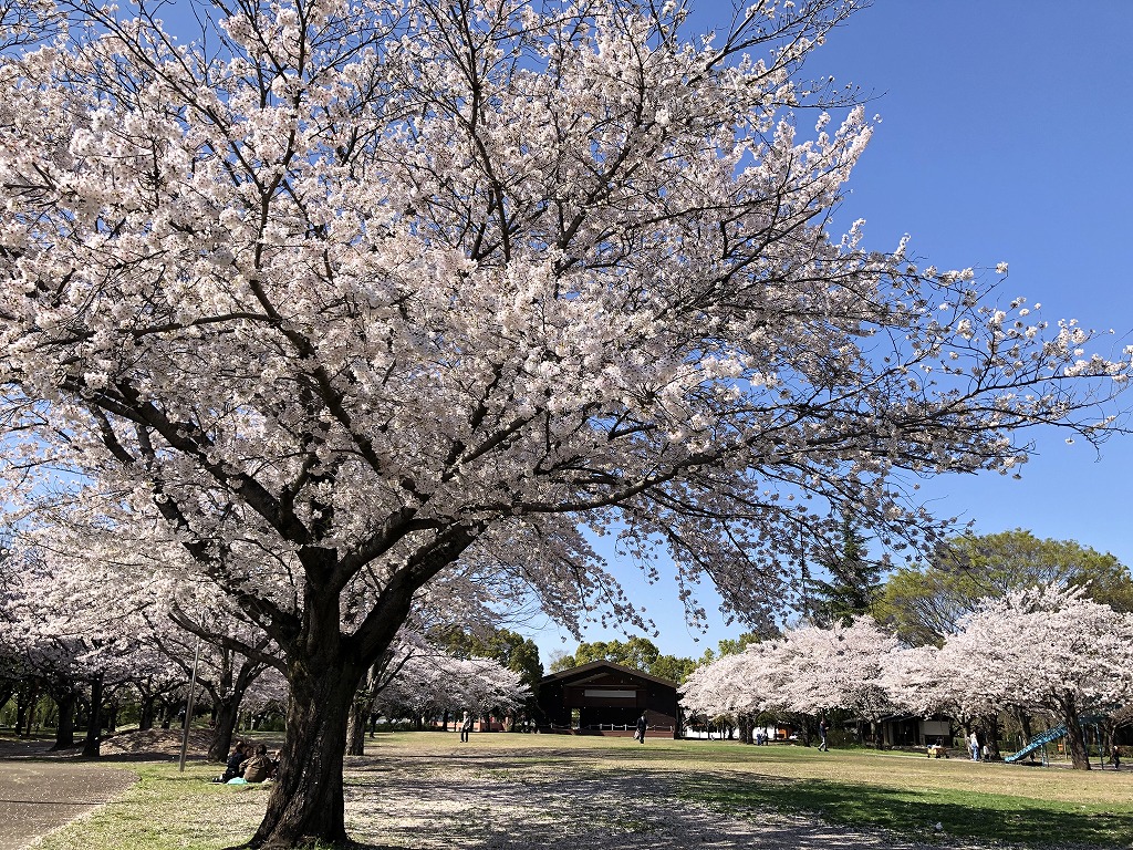 桜満開